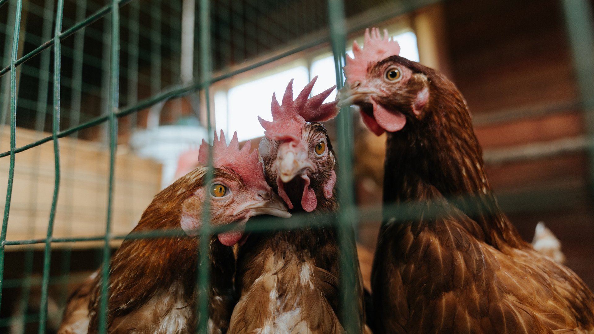 当东方铁骑碾过法老防线,土耳其的淘汰赛哲学与迪巴拉的纪录罗盘