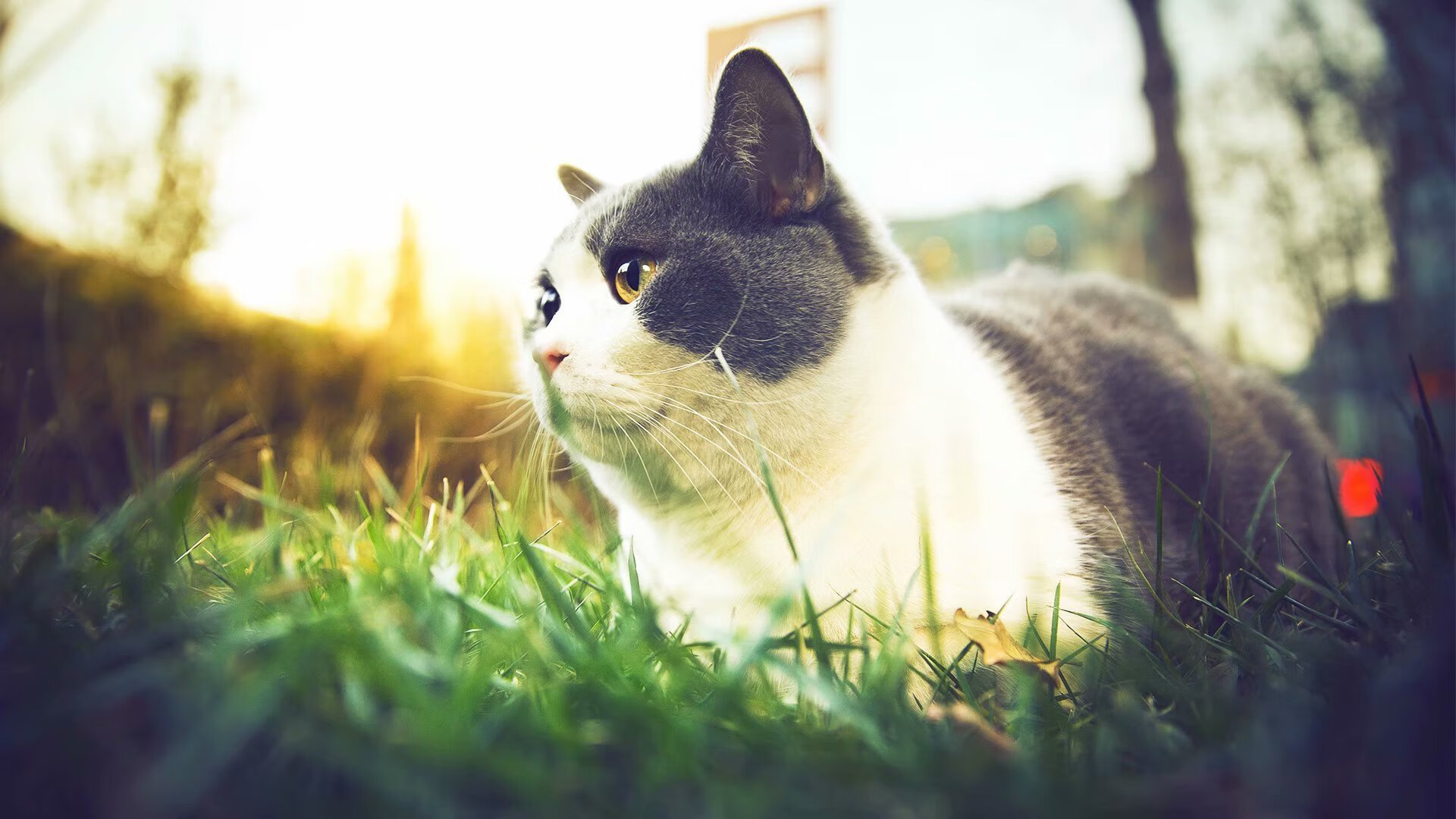 爱德华兹爆发之夜,热火战术如何全面压制活塞?