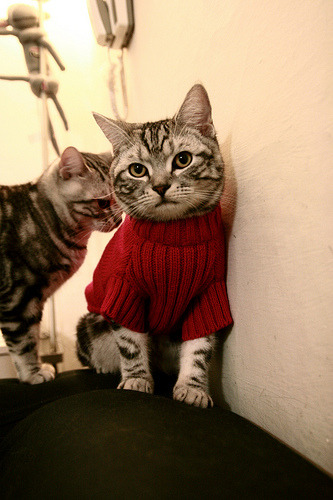 错位时空,拉梅洛·鲍尔叛逃森林狼,总决赛狂潮席卷费城