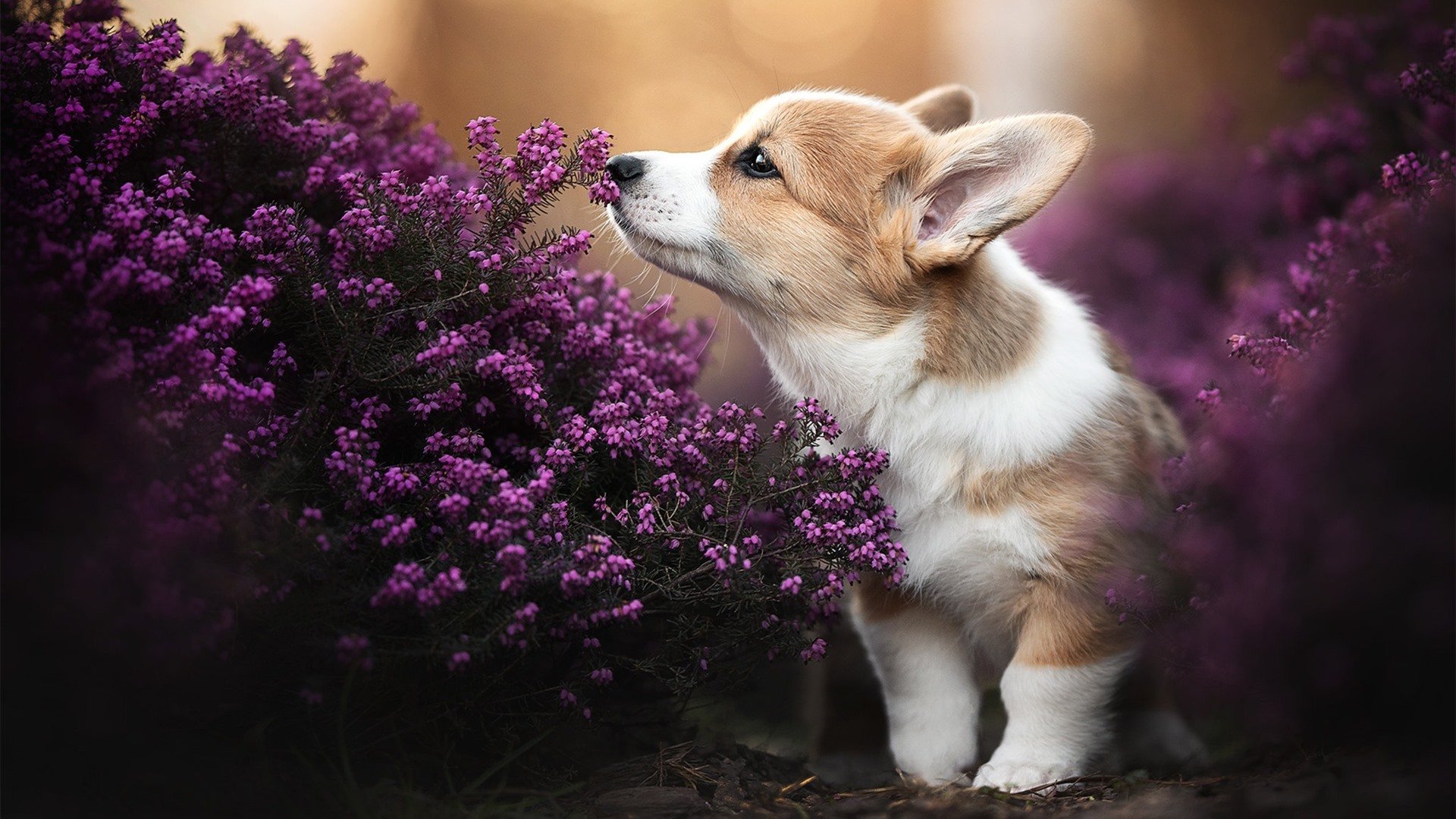 开云体育app-当魔术师遇见骑士，爱德华兹的独舞时刻