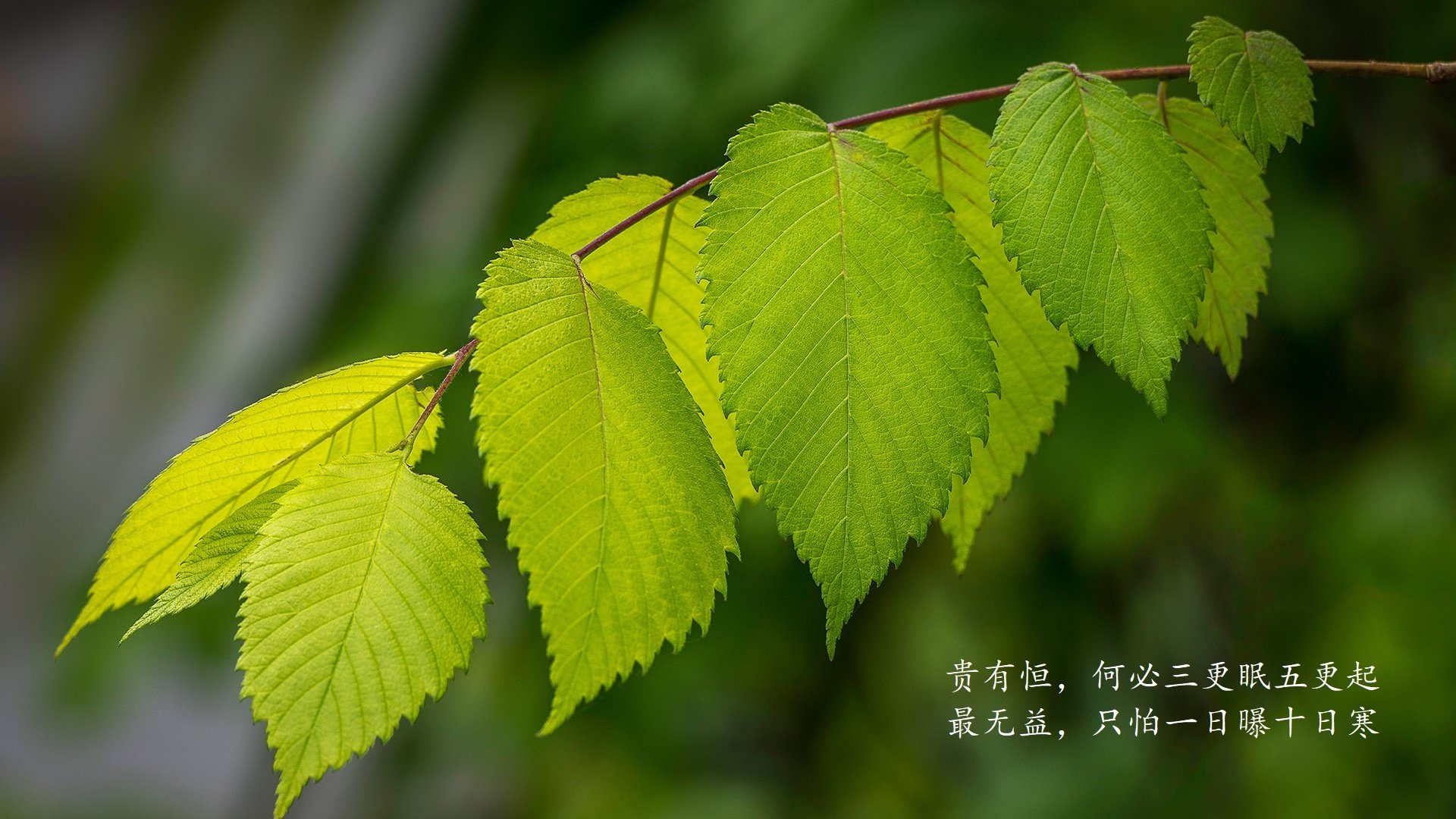 最后一秒拯救广厦！窒息攻防中米切尔一剑封喉