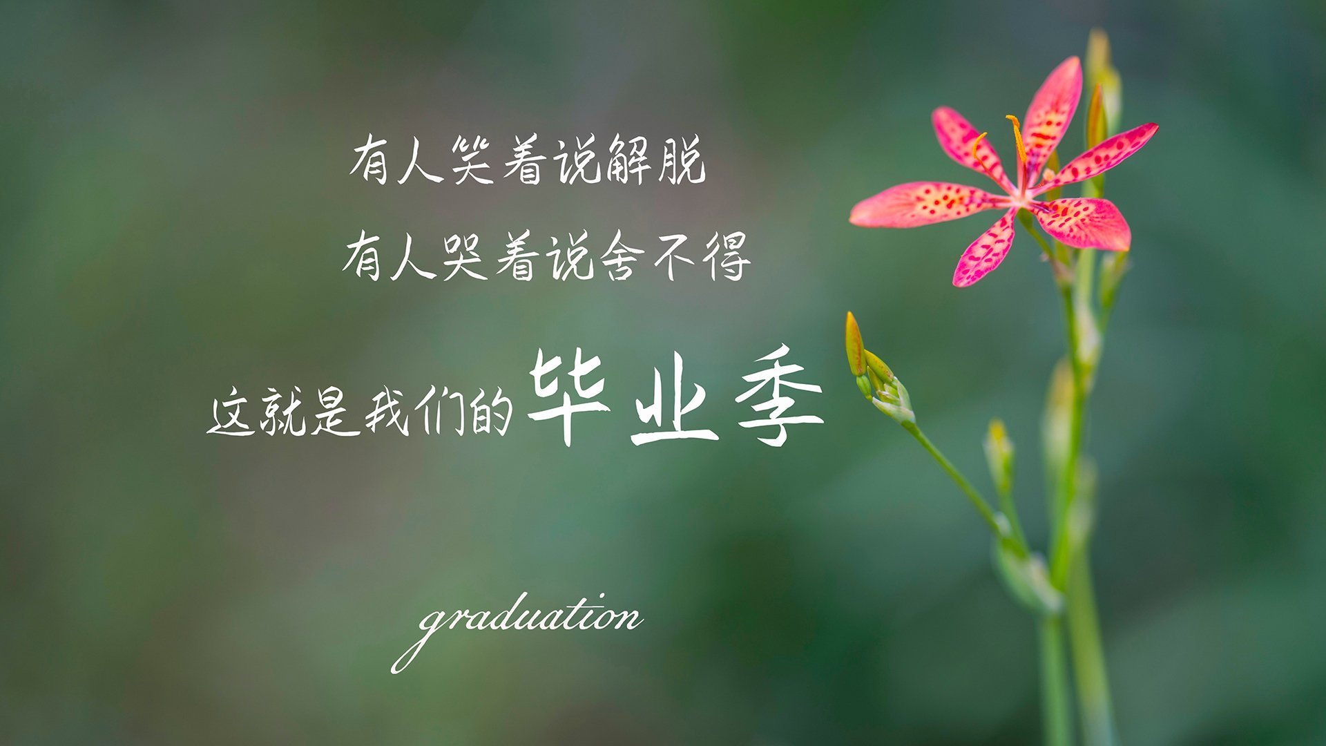 山与海的博弈,当莫德里奇用最后一支舞融化日本蓝武士的钢铁纪律