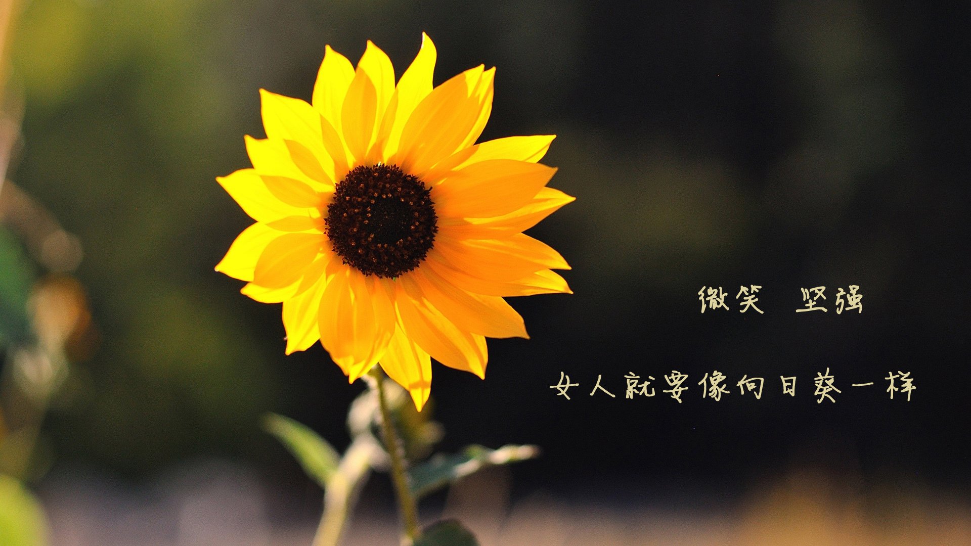 开云体育app-2026世界杯H组，法意博弈的灵魂之手—费利克斯，用节奏谱写唯一答案